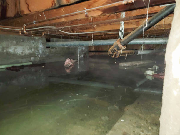 Best Flood damage cleanup  in Marlton, MD